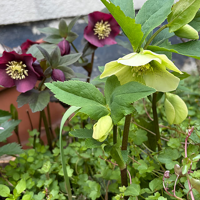 buchiさんの実例写真