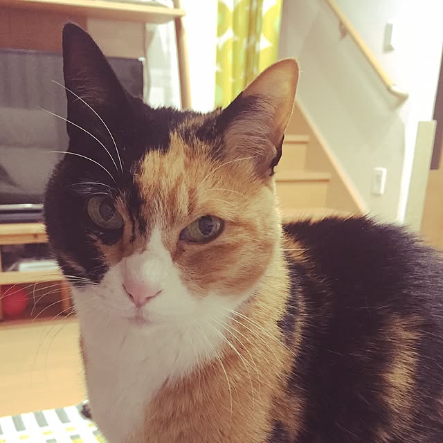 meguchiyoさんの実例写真