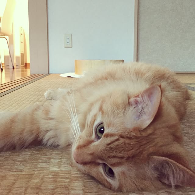 Ryokoさんの実例写真