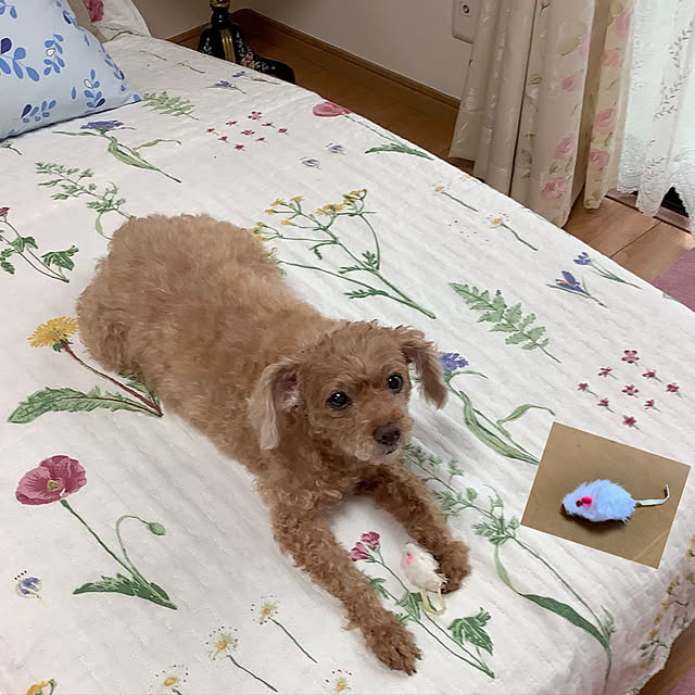 haruminさんの実例写真
