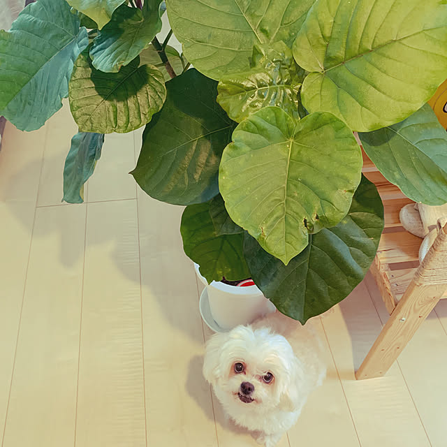 yamayuzu0624さんの実例写真