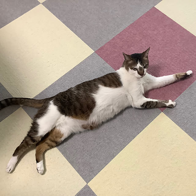 haruminさんの実例写真