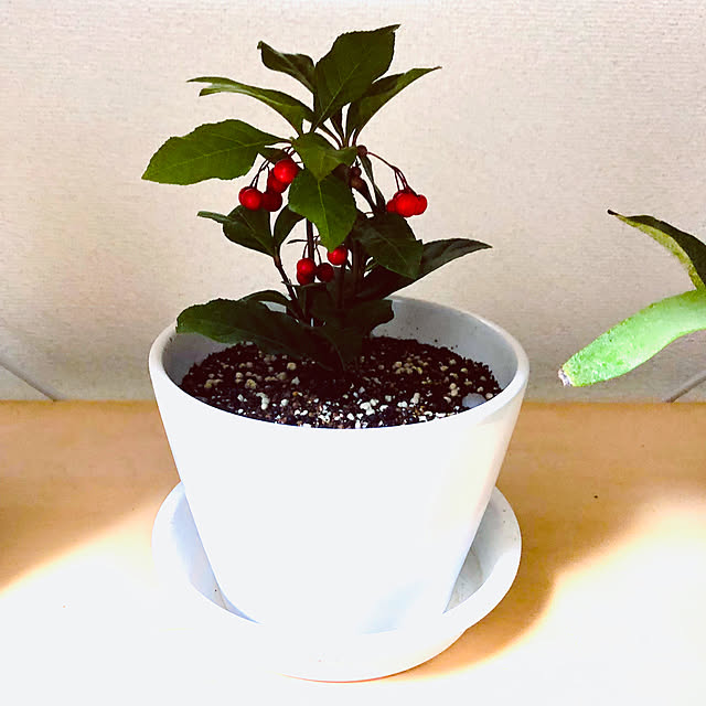 hanachanさんの部屋