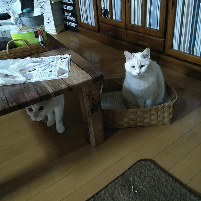 posauruさんの実例写真