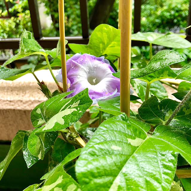 Chokoさんの実例写真