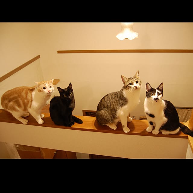 kikufujiさんの実例写真