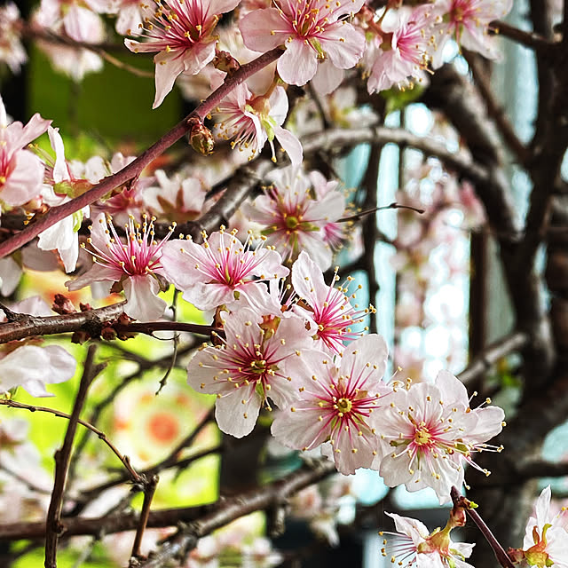 変化が楽しい/ちょっと変わった桜です/桜/家造り/アンティーク大好き...などのインテリア実例 - 2021-03-30 12:08:25