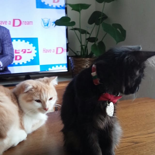 yuさんの実例写真