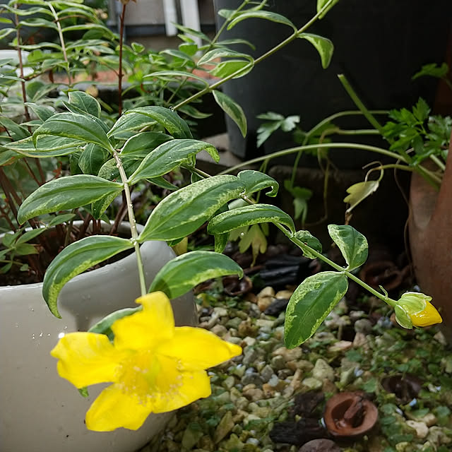 koyutan-mjmさんの実例写真