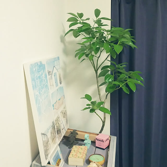 sata0228さんの実例写真