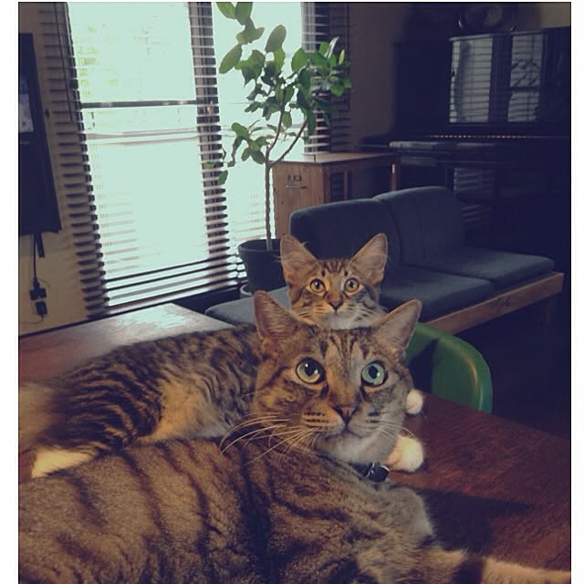 jnkaiさんの実例写真