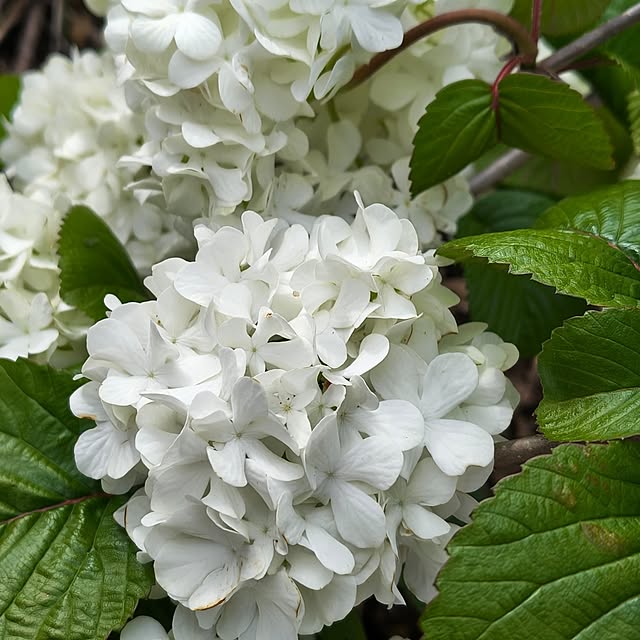 Rubiconさんの実例写真