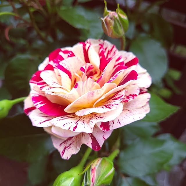 mimi828さんの実例写真