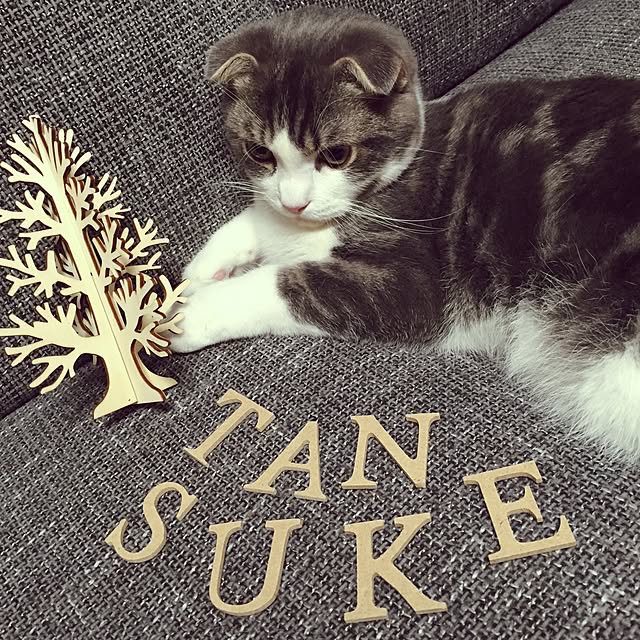 tansukeさんの実例写真