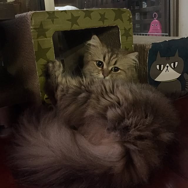 butachanさんの実例写真