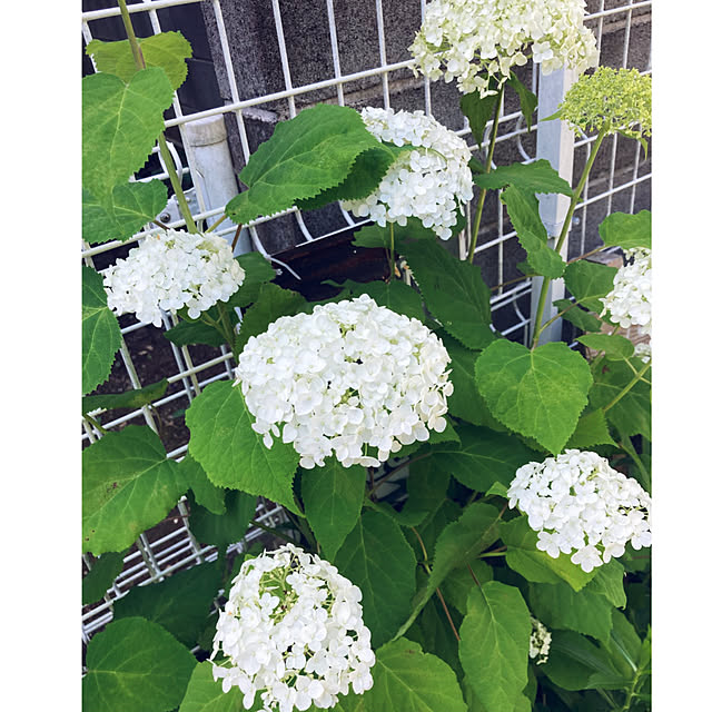 CoCo0617さんの部屋