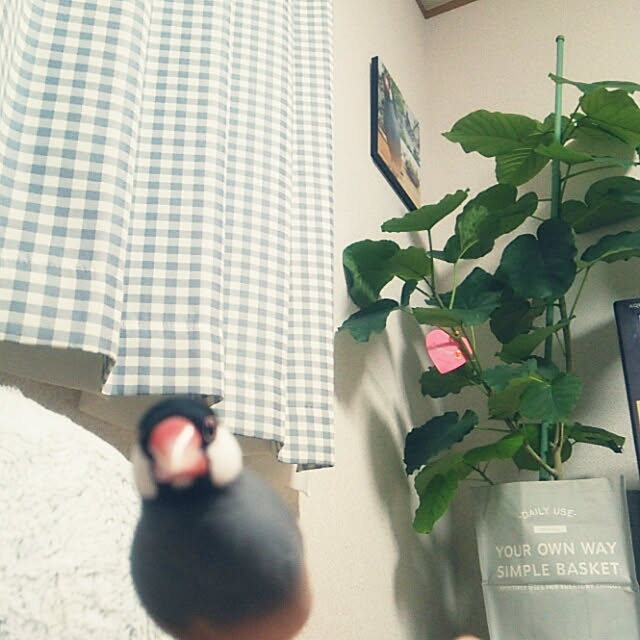 miiさんの実例写真