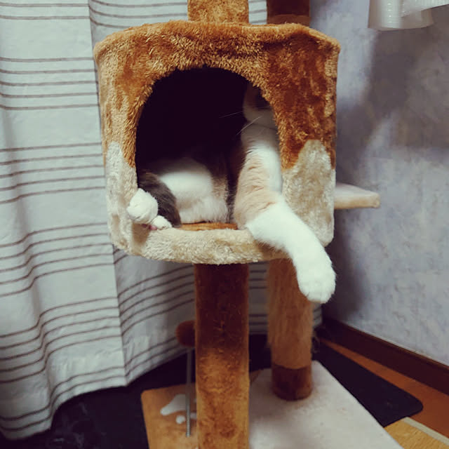 fukuさんの実例写真
