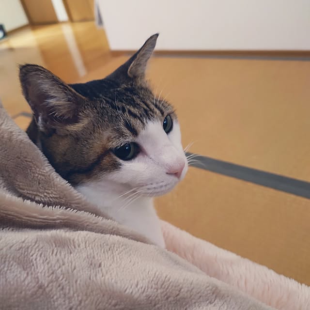 nachiさんの実例写真