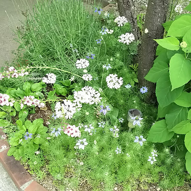 実例写真