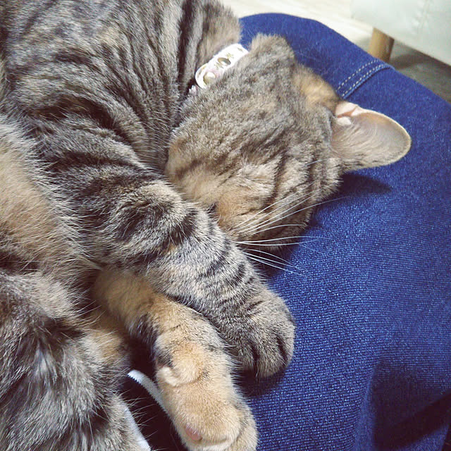 runaさんの実例写真