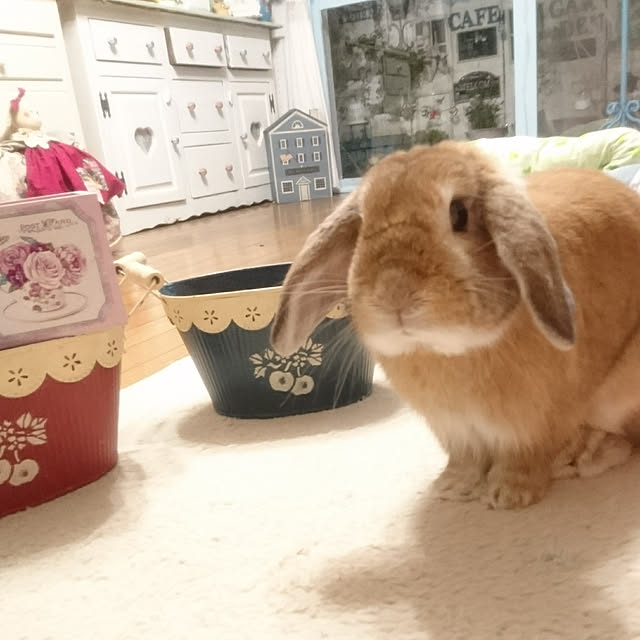 ruruさんの実例写真
