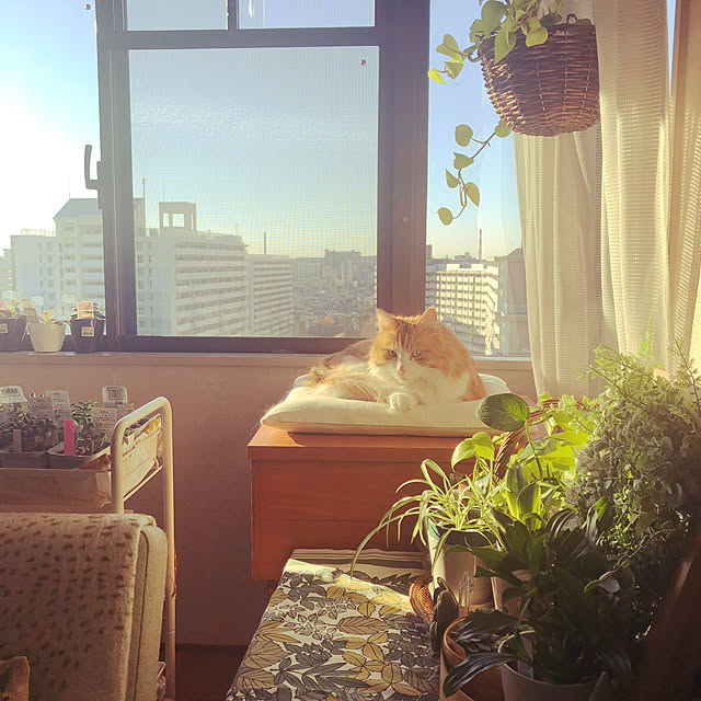 uchidaizuさんの実例写真