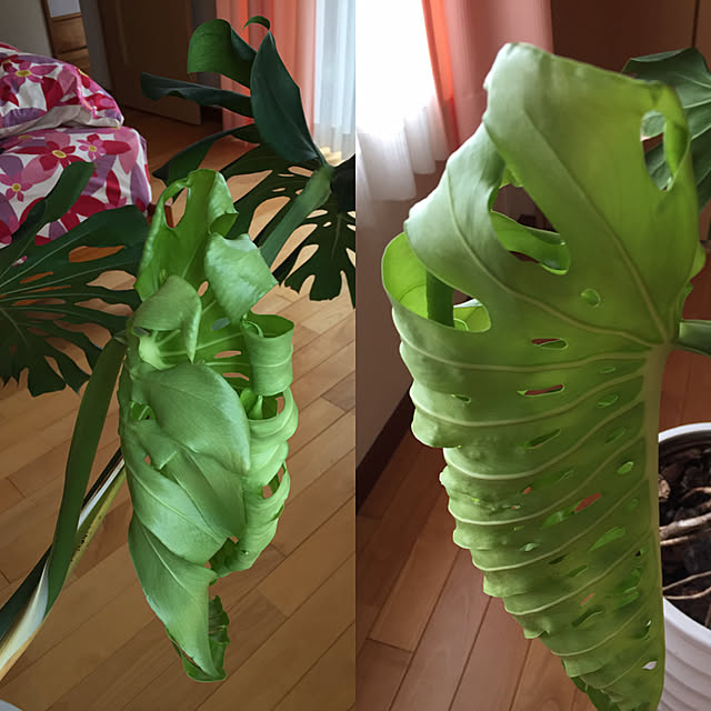 ayakaさんの実例写真