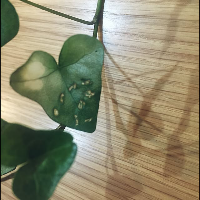 amiさんの実例写真