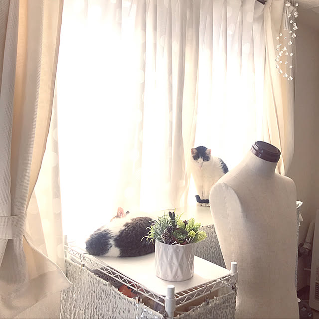 100均/DIY/フェイクグリーン/ダイソー/多肉植物...などのインテリア実例 - 2020-03-21 11:44:32