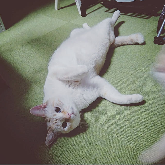 mntcさんの実例写真