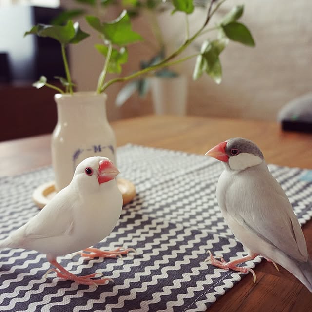 kinako_shiro_ginさんの実例写真