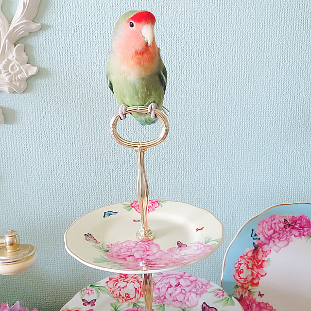 twinkle-butterfly38さんの実例写真