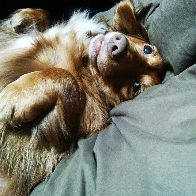 satoさんの実例写真