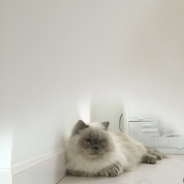 yuchiさんの実例写真