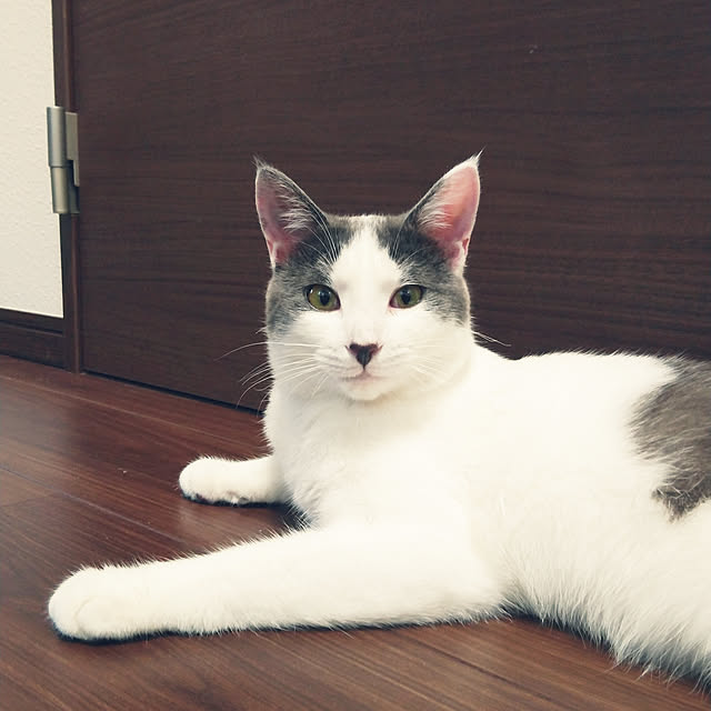Mikaさんの実例写真