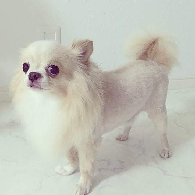 Mimamaさんの実例写真
