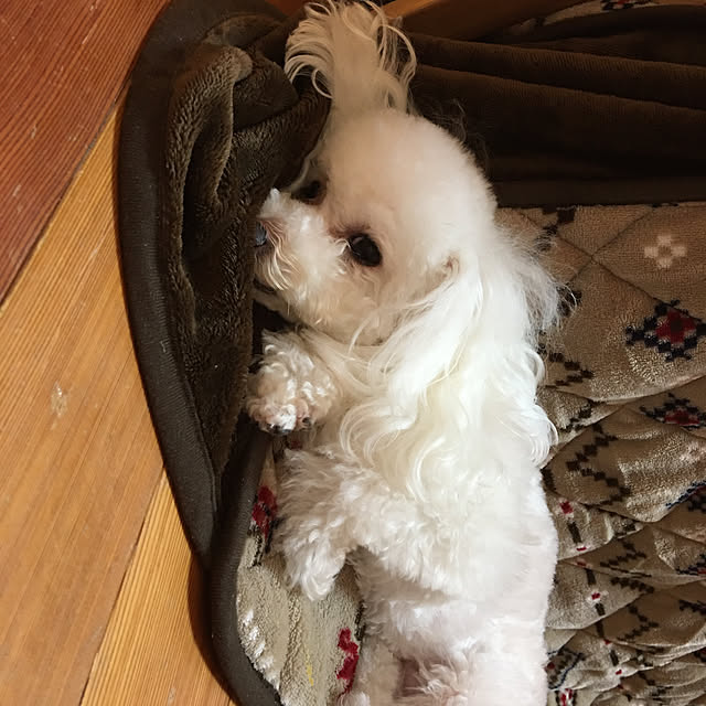 kakoさんの実例写真