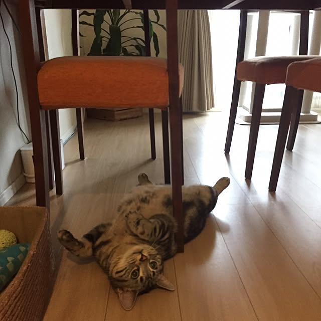 y.k.0123さんの実例写真