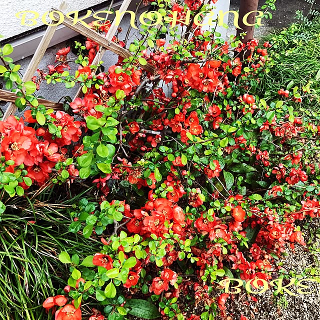 portulacaさんの実例写真