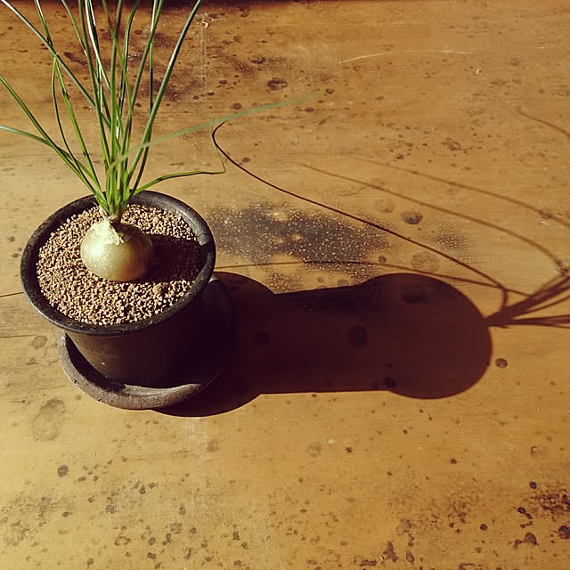 jorikoさんの実例写真