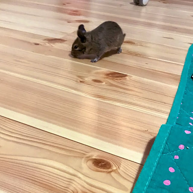 shizukaさんの実例写真