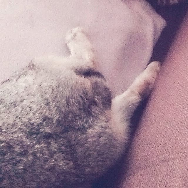 MARIさんの実例写真