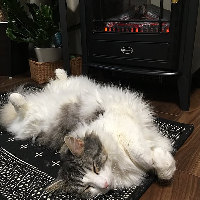 regulusさんの実例写真