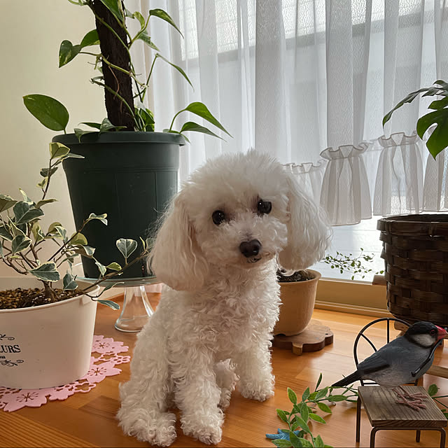 kakoさんの実例写真