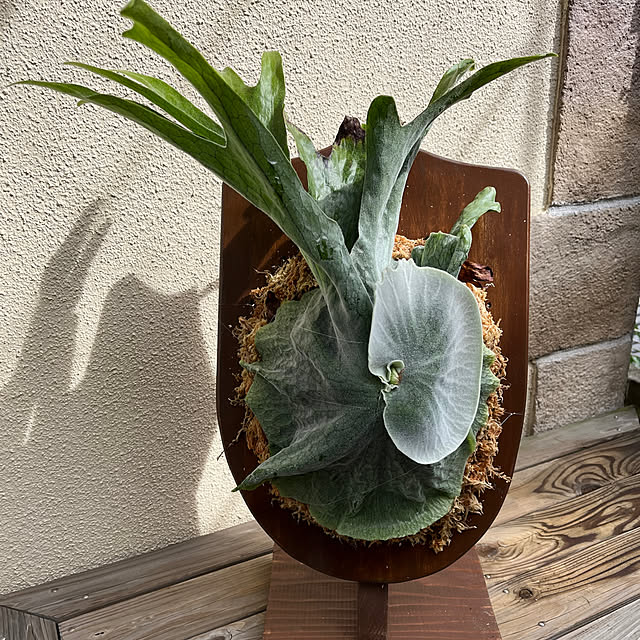 seiseiさんの部屋