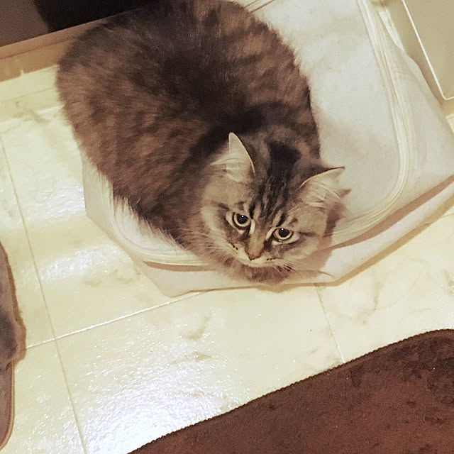 Ryokoさんの実例写真