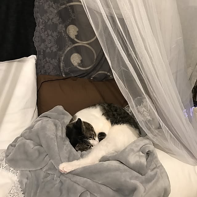 Shihoさんの実例写真