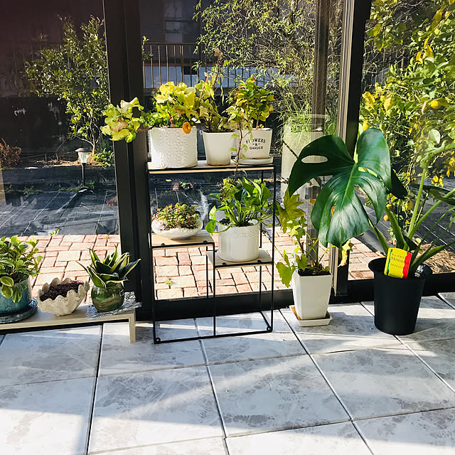 観葉植物ひなたぼっこ/観葉植物/部屋全体のインテリア実例 - 2020-11-08 13:39:46