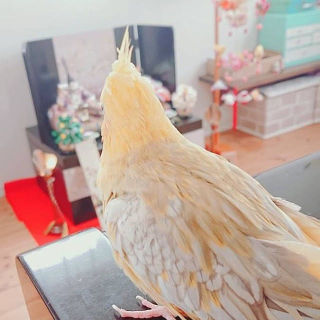 mikoichiさんの実例写真